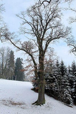 Quercus robur - dub letní - zimní habitus (7)